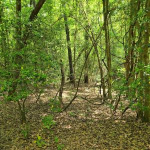 Photo #44 of SOLD property in 4354 Harrells Hwy, Garland, NC 17.0 acres