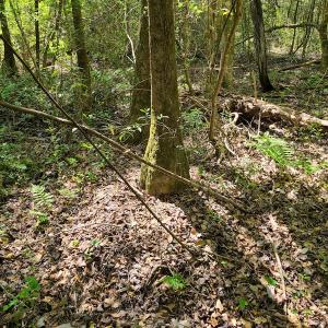 Photo #45 of SOLD property in 4354 Harrells Hwy, Garland, NC 17.0 acres
