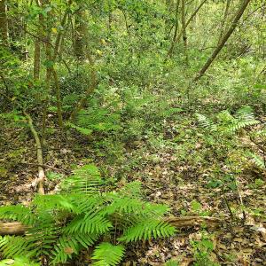 Photo #46 of SOLD property in 4354 Harrells Hwy, Garland, NC 17.0 acres