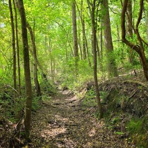 Photo #47 of SOLD property in 4354 Harrells Hwy, Garland, NC 17.0 acres