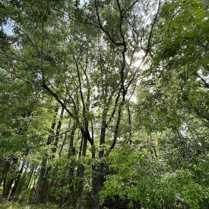 Photo #29 of SOLD property in Off East River Road, Louisburg, NC 10.1 acres