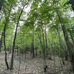 Photo #31 of SOLD property in Off East River Road, Louisburg, NC 10.1 acres