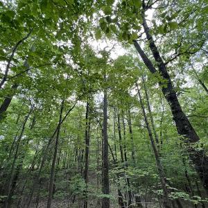 Photo #32 of SOLD property in Off East River Road, Louisburg, NC 10.1 acres