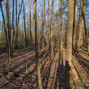 Photo #15 of SOLD property in Off Webb Hill St, Roanoke Rapids, NC 8.6 acres