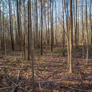 Photo #16 of SOLD property in Off Webb Hill St, Roanoke Rapids, NC 8.6 acres