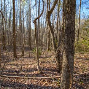 Photo #18 of SOLD property in Off Webb Hill St, Roanoke Rapids, NC 8.6 acres