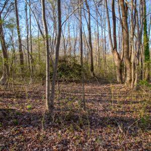 Photo #19 of SOLD property in Off Webb Hill St, Roanoke Rapids, NC 8.6 acres