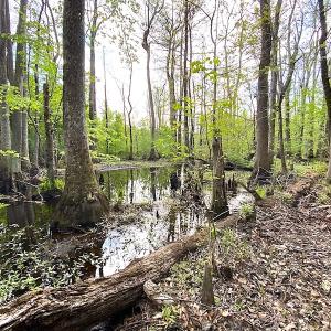 Photo #2 of SOLD property in Off Mineral Spring Rd , Whaleyville, VA 15.0 acres