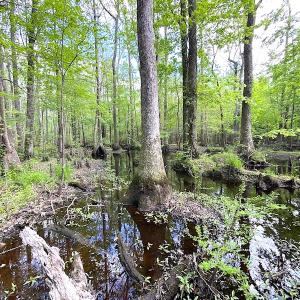 Photo #3 of SOLD property in Off Mineral Spring Rd , Whaleyville, VA 15.0 acres