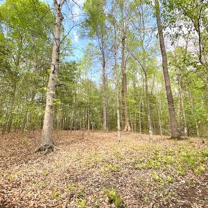 Photo #4 of SOLD property in Off Mineral Spring Rd , Whaleyville, VA 15.0 acres