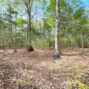 Photo #5 of SOLD property in Off Mineral Spring Rd , Whaleyville, VA 15.0 acres