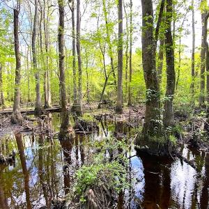 Photo #6 of SOLD property in Off Mineral Spring Rd , Whaleyville, VA 15.0 acres