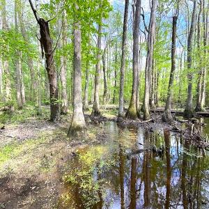 Photo #7 of SOLD property in Off Mineral Spring Rd , Whaleyville, VA 15.0 acres