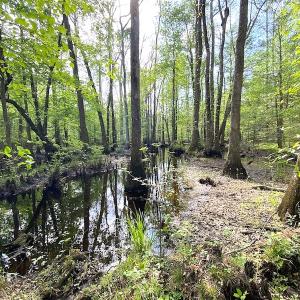 Photo #8 of SOLD property in Off Mineral Spring Rd , Whaleyville, VA 15.0 acres