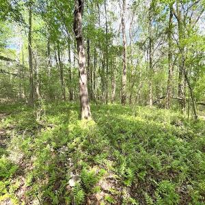 Photo #9 of SOLD property in Off Mineral Spring Rd , Whaleyville, VA 15.0 acres