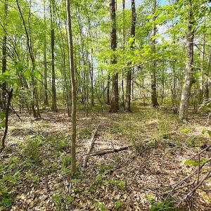 Photo #10 of SOLD property in Off Mineral Spring Rd , Whaleyville, VA 15.0 acres