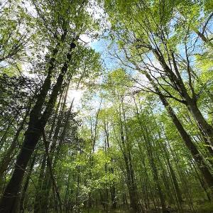 Photo #13 of SOLD property in Off Mineral Spring Rd , Whaleyville, VA 15.0 acres