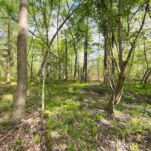 Photo #14 of SOLD property in Off Mineral Spring Rd , Whaleyville, VA 15.0 acres