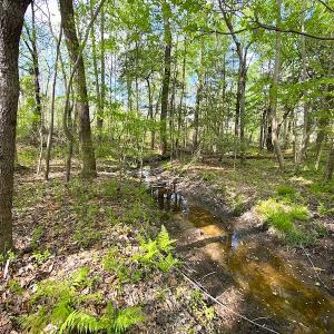 Photo #18 of SOLD property in Off Mineral Spring Rd , Whaleyville, VA 15.0 acres