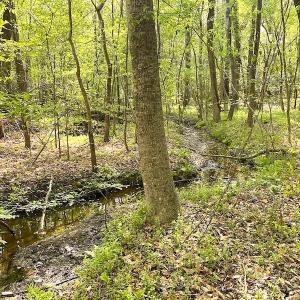 Photo #19 of SOLD property in Off Mineral Spring Rd , Whaleyville, VA 15.0 acres