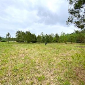 Photo #24 of SOLD property in Off Mineral Spring Rd , Whaleyville, VA 15.0 acres