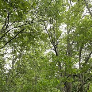 Photo #30 of SOLD property in Off Mineral Spring Rd , Whaleyville, VA 15.0 acres