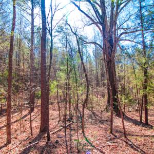 Photo #13 of SOLD property in Off Rascob Road, Sanford, NC 14.0 acres
