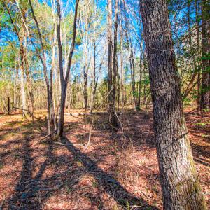 Photo #14 of SOLD property in Off Rascob Road, Sanford, NC 14.0 acres