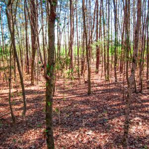 Photo #29 of SOLD property in Off Rascob Road, Sanford, NC 14.0 acres
