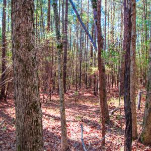 Photo #30 of SOLD property in Off Rascob Road, Sanford, NC 14.0 acres