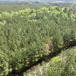 Photo #11 of SOLD property in On Spraggins Road, Gasburg, VA 7.3 acres