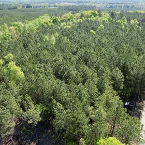 Photo #12 of SOLD property in On Spraggins Road, Gasburg, VA 7.3 acres