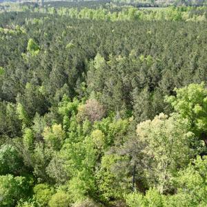 Photo #18 of SOLD property in On Spraggins Road, Gasburg, VA 7.3 acres