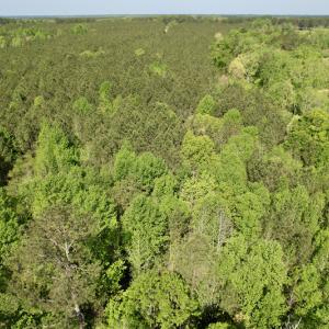 Photo #19 of SOLD property in On Spraggins Road, Gasburg, VA 7.3 acres