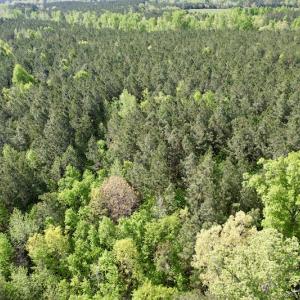 Photo #23 of SOLD property in On Spraggins Road, Gasburg, VA 7.3 acres