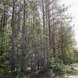 Photo #25 of SOLD property in On Spraggins Road, Gasburg, VA 7.3 acres