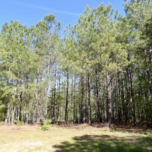 Photo #26 of SOLD property in On Spraggins Road, Gasburg, VA 7.3 acres