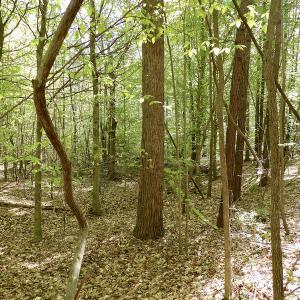 Photo #27 of SOLD property in On Spraggins Road, Gasburg, VA 7.3 acres
