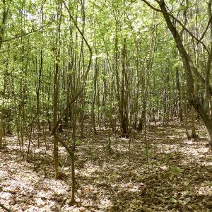 Photo #28 of SOLD property in On Spraggins Road, Gasburg, VA 7.3 acres