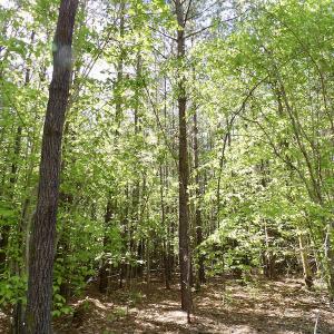Photo #29 of SOLD property in On Spraggins Road, Gasburg, VA 7.3 acres