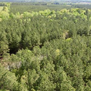 Photo #7 of SOLD property in On Spraggins Road, Gasburg, VA 7.3 acres