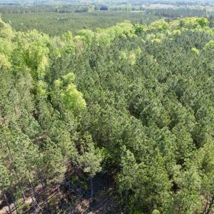 Photo #9 of SOLD property in On Spraggins Road, Gasburg, VA 7.3 acres