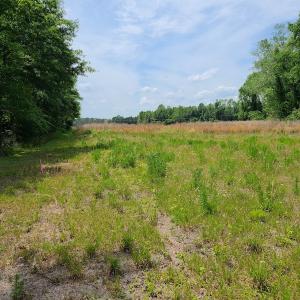 Photo #13 of SOLD property in Off Mill Branch Road, Fairmont, NC 40.0 acres