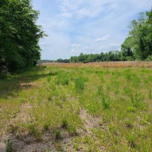 Photo #13 of Off Mill Branch Road, Fairmont, NC 40.0 acres
