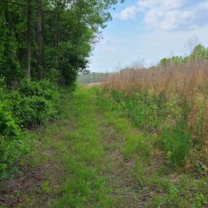 Photo #14 of SOLD property in Off Mill Branch Road, Fairmont, NC 40.0 acres