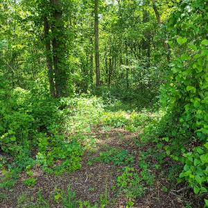 Photo #15 of SOLD property in Off Mill Branch Road, Fairmont, NC 40.0 acres
