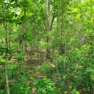 Photo #16 of SOLD property in Off Mill Branch Road, Fairmont, NC 40.0 acres
