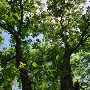 Photo #17 of SOLD property in Off Mill Branch Road, Fairmont, NC 40.0 acres