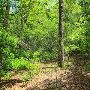 Photo #18 of SOLD property in Off Mill Branch Road, Fairmont, NC 40.0 acres