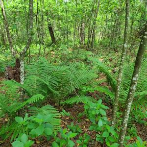 Photo #19 of SOLD property in Off Mill Branch Road, Fairmont, NC 40.0 acres